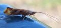 Limnephilus sp.